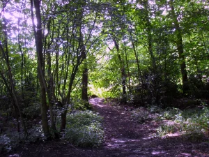 Photograph of a woodland path in Croxteth Park, Liverpool